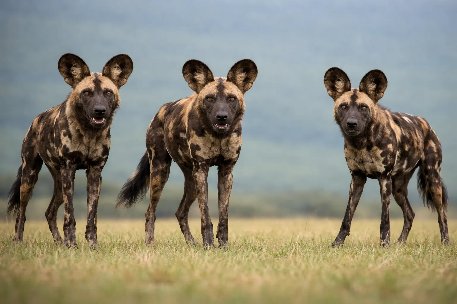 Featured Tanzania destination