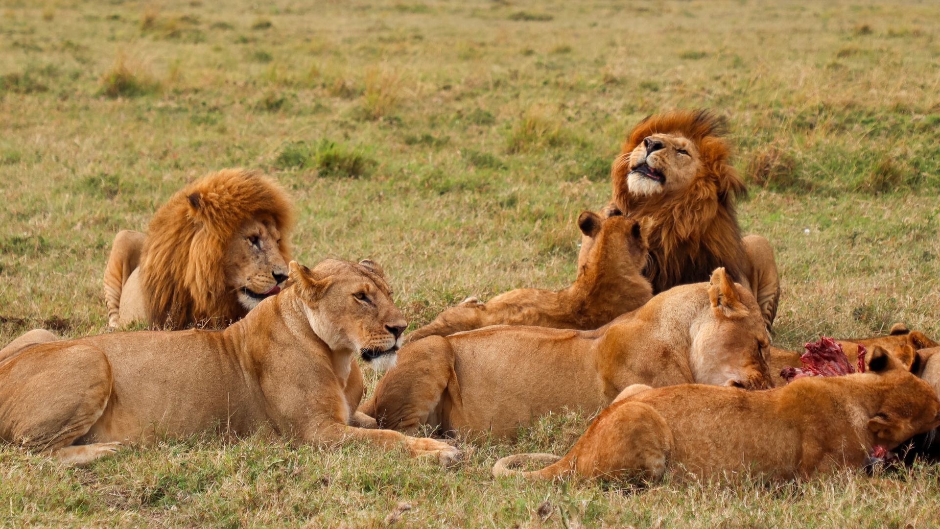 Los Cinco Grandes en Tanzania: Dónde Encontrarlos a Todos