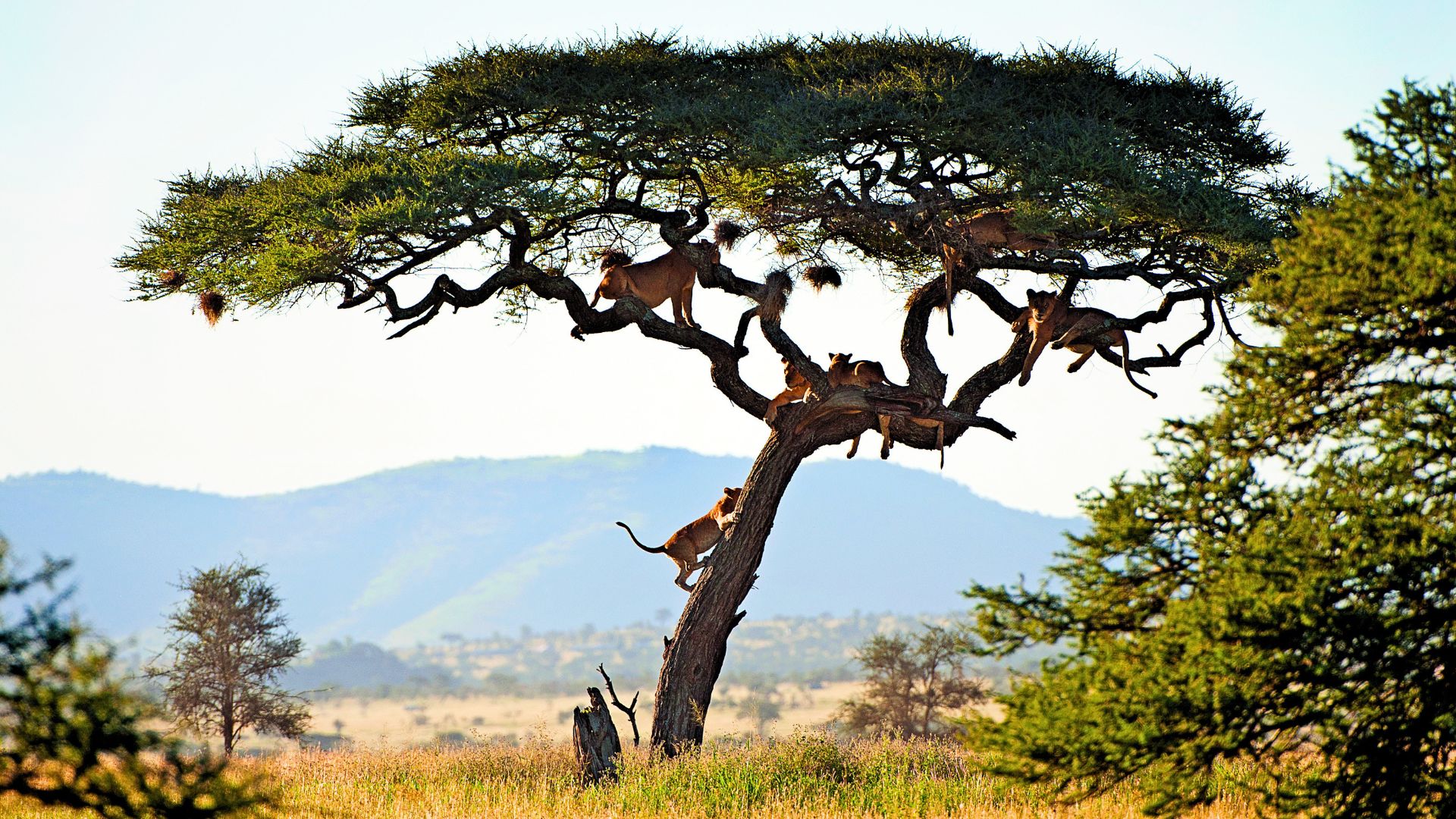Lake Manyara National Park - Full-Day Tree-Climbing Lion Safari