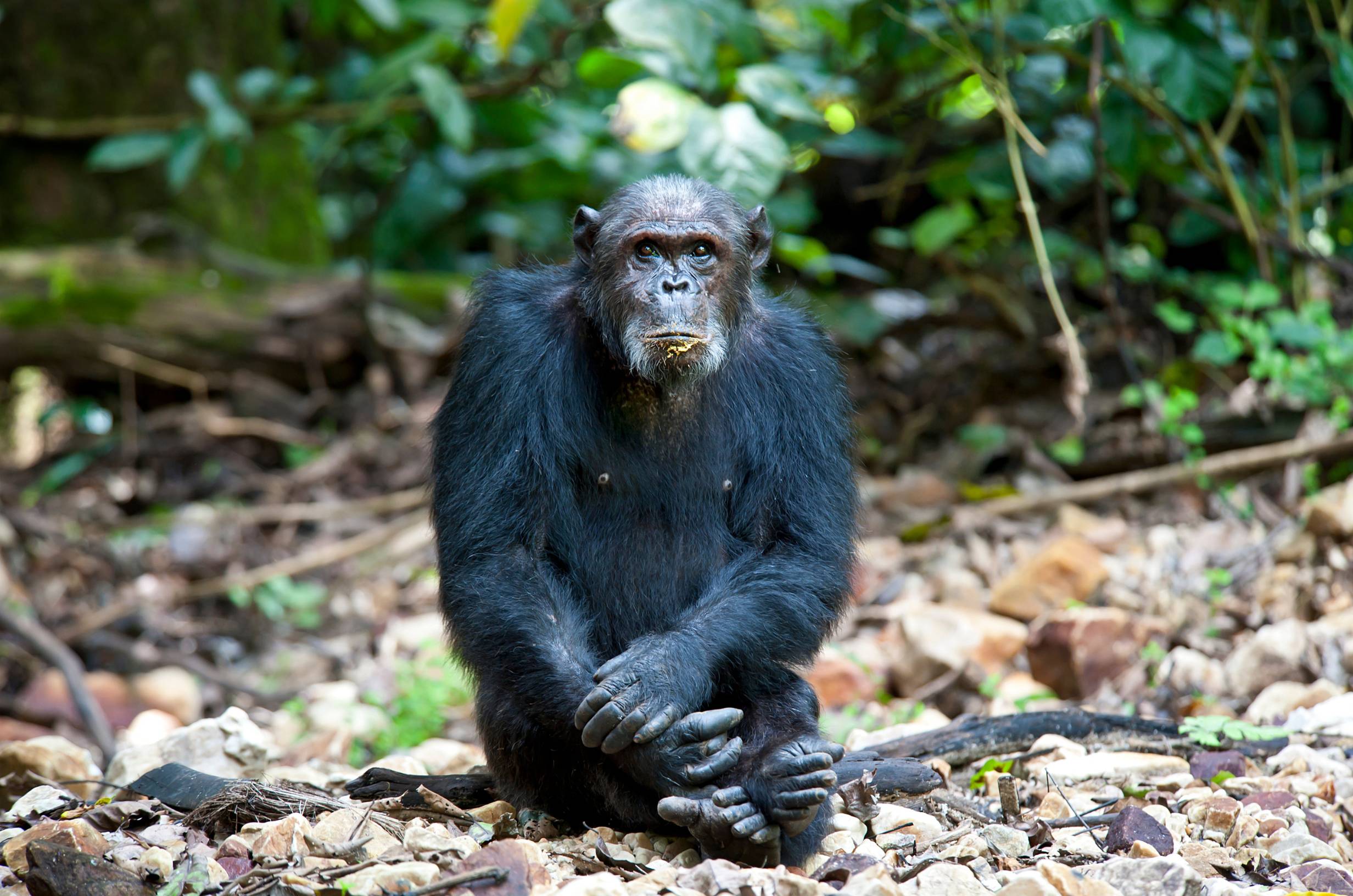Gombe-Nationalpark