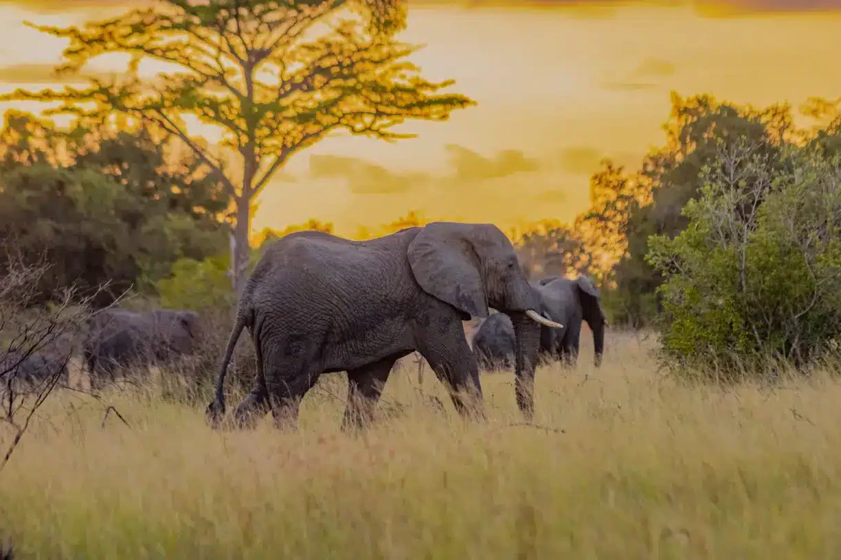 Wildlife Safari